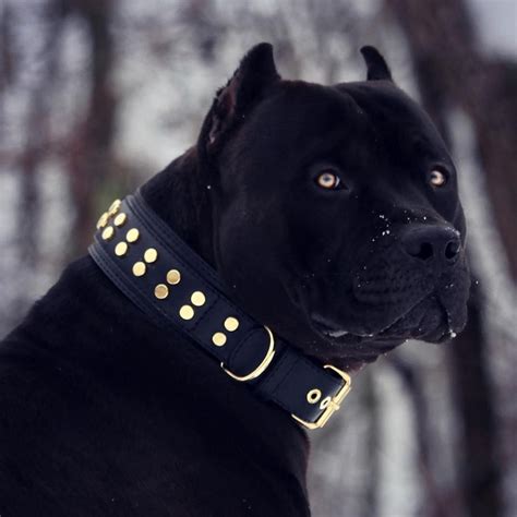 Prague beauty beast pitbull pitbull dog cute funny dogs. The One 🖤 Prague 🖤 #beauty #beast #pitbull | All black pitbull
