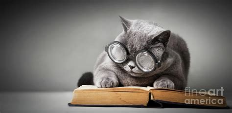 Funny Cat In Big Glasses Reading Book Photograph By Michal Bednarek