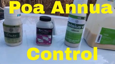 Weed Control Tips For Poa Annua Control Youtube