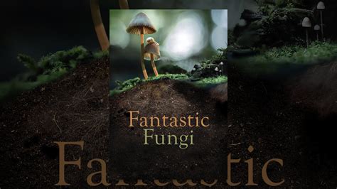 Fantastic Fungi YouTube