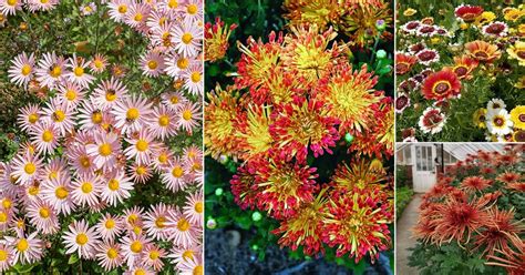 30 Stunning Types Of Chrysanthemum Best Chrysanthemum Varieties