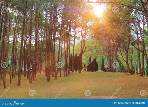 Pine Forest With Sunlight In Morning Timesunrise In Forest With Autumn