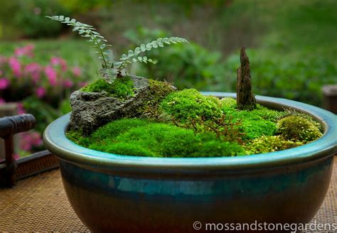 Growing Moss Indoors Garden Plant