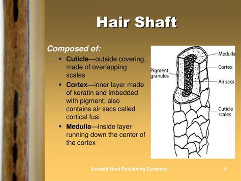 Ppt Chapter 5 Hair Powerpoint Presentation Free Download Id3531205