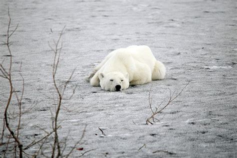 Norilsk Emaciated Starving Polar Bear Can Hardly Move Say Residents