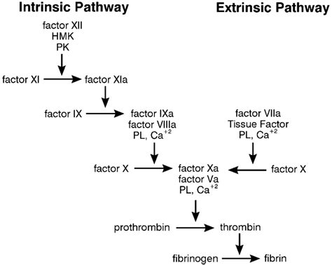 The Cascade Model Of Coagulation The Intrinsic And Extrinsic