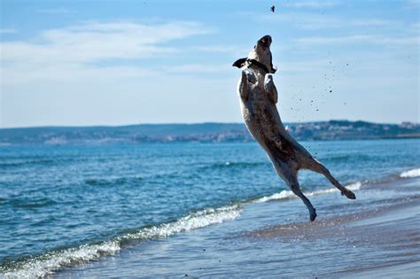 Florida keys campground vibes score: Top 3 Dog Beaches in Florida's Gulf Coast - Florida RV ...