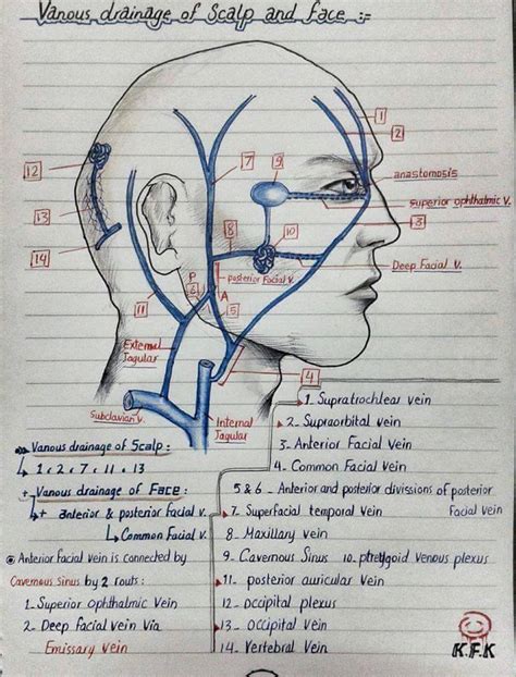 Sketches Of Maxillary Artery Sphenopalatine Ganglion And Venous