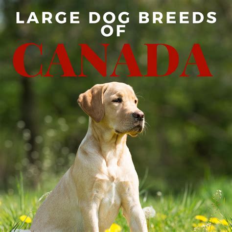 Best Large Dog Breeds From Canada Pethelpful
