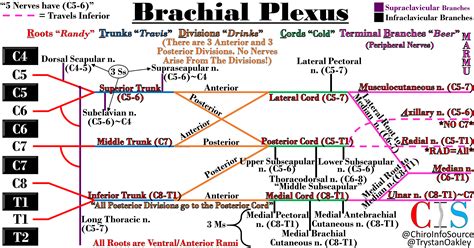 Here Is A Cheat Sheet For The Brachial Plexus I Made For Any New