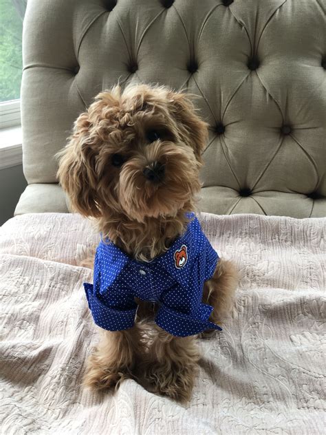 We breed world class designer puppies like maltipoos, yorkiepoos, morkiepoos and even tcup morkies! Maltipoo (With images) | Dog adoption, Maltese poodle mix ...