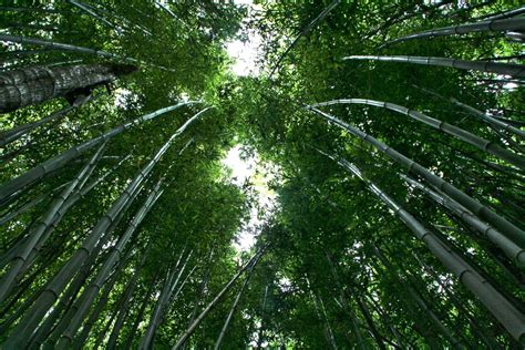 Maybe you would like to learn more about one of these? Free Images : tree, nature, branch, sky, sunlight, leaf ...