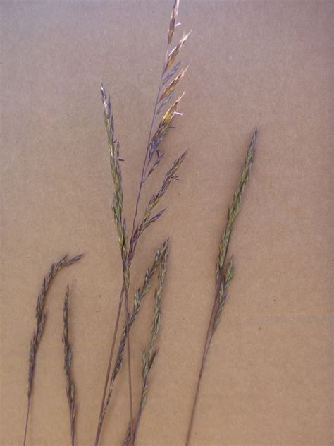 Idaho Fescue Native Grasses Of Ring Mountain · Naturalista Mexico