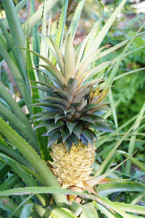 Pineapple Bush Stock Photo Image Of Pineapple Green Plant 547448