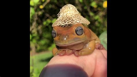 Frog Vibing With Sombrero Youtube