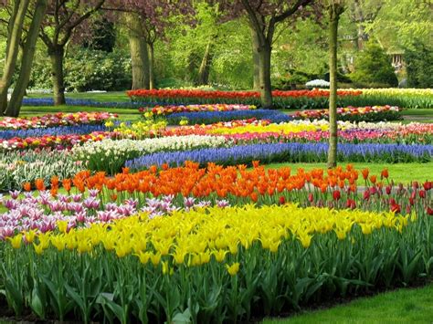 Jun 14, 2021 · there are more than 360 rose species and thousands of rose cultivars, all producing beautiful flowers that have a wonderful fragrance. How We Select the Best Spring-Flowering Bulbs for Your ...
