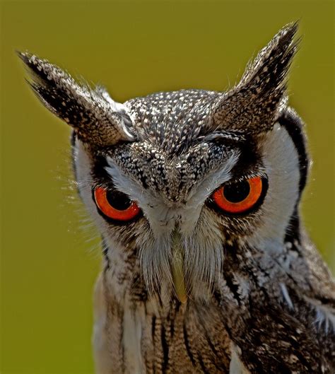 Little Owl With Big Eyes By Ortwin Horn Owl Eyes Pet Birds Owl Pictures