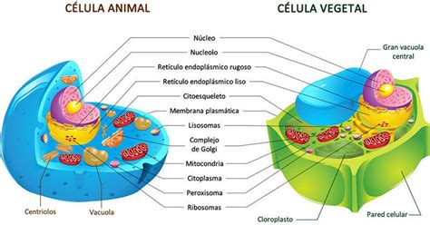 Citologia Citoplasma Hialoplasma Mind Map