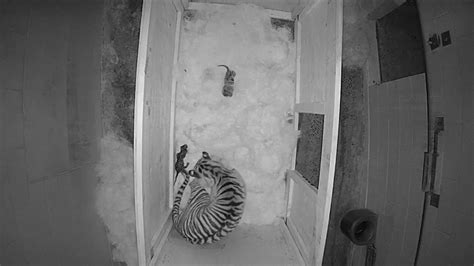 Memphis Zoo Celebrates Birth Of 2 Sumatran Tiger Cubs