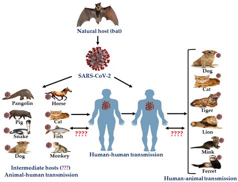 Some Pathogens Can Be Transmitted Between People And Infected Animals