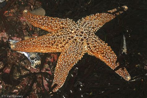 Giant Sea Star Pisaster Giganteus Giant Sea Star Pisast Flickr