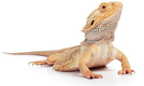 More spanish words for bearded. How to Build a Bearded Dragon Habitat? Complete Guide ...
