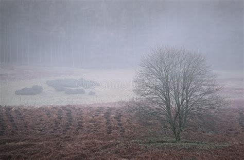 Lone Tree In The Mist Stock Image Image Of Glen Scotland 237510561
