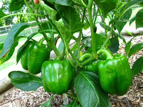 Choose a spot in your greenhouse that gets at least six hours of direct sunlight every day. The Secret To Gardening In The City - Off The Grid News