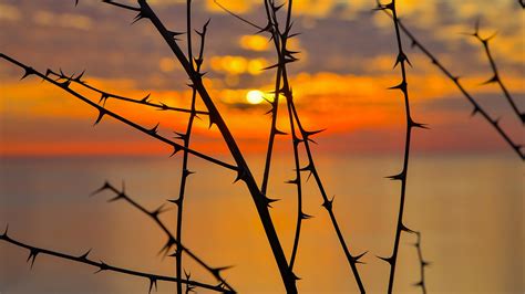 Silhouette Of Spikes During Sunset Hd Nature Wallpapers Hd Wallpapers