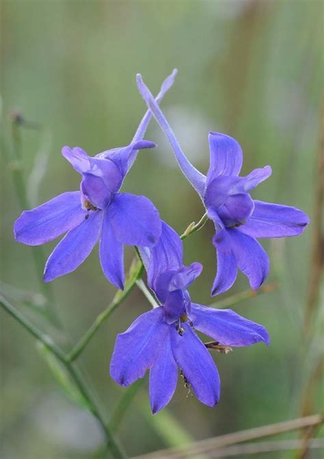 Plantfiles Pictures Consolida Species Regal Knights Spur Field