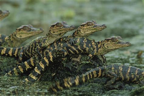 The Life Cycle Of A Nile Crocodile American Alligator Alligator