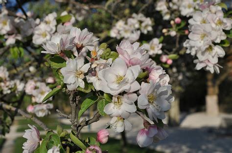 Malus Chinese Flowering Crab Apple 13 Pot Hello Hello Plants