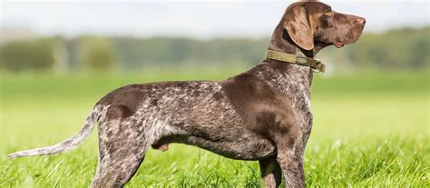 German Shorthaired Pointer Puppies For Sale Greenfield Puppies