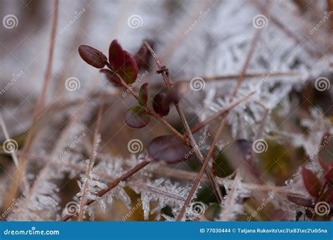 Close Up Of Plants Covered In Ice Crystals Stock Photo Image Of Leaf