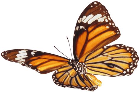 Mariposa Marr N Unica Png Transparente Stickpng