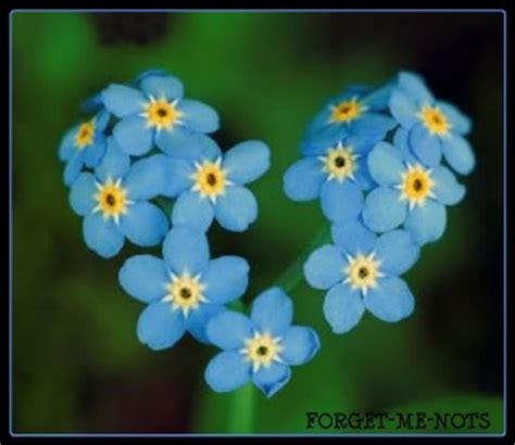 Orientalis, having a thick flower. Forget-me-not * True Love * Want to know the meaning of ...