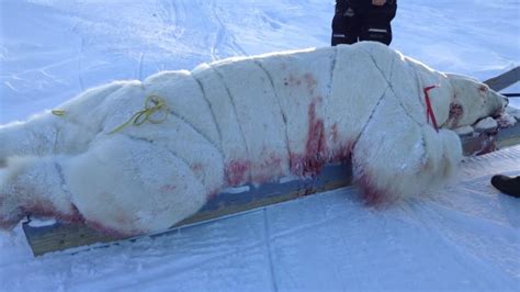 Polar Bear Hunting In Nunatsiavut Legal And Sustainable Hunter Says