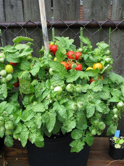 Tiny tim is also sometimes available as pot grown tomato plants. Tomato 'Tiny Tim' Seeds (Certified Organic) | Garden Hoard ...