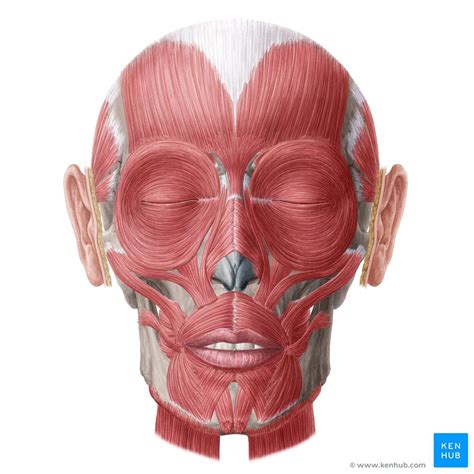 Muscles Of The Face Superficial Facial Muscles Human Anatomy My XXX