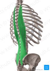 Muscles of the Back Flashcards - Cram.com