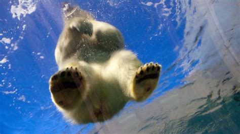 Bbc Earth Where Did Polar Bears Come From