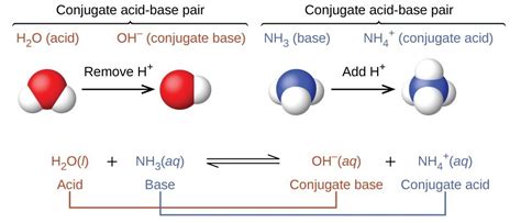 An electron pair donor becomes a lewis base and. Brønsted-Lowry Acids and Bases | Chemistry for Majors