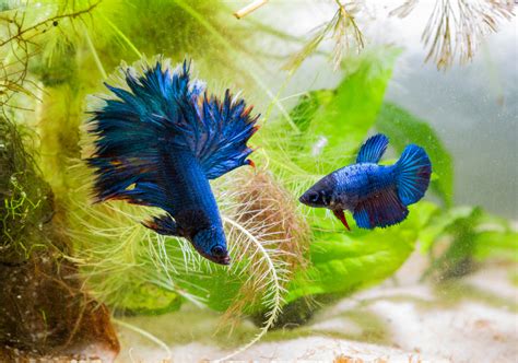 How To Breed Betta Fish At Home Breeding And Mating 101