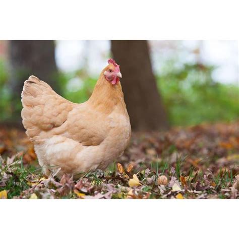 Cackle Hatchery Buff Orpington Chicken Pullet Female 104f Blains Farm And Fleet