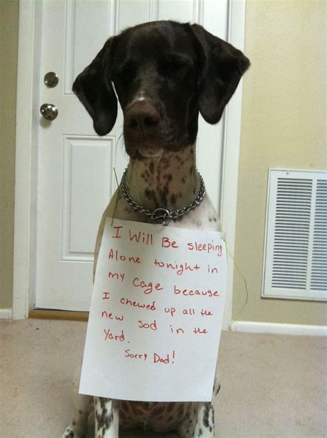 Gsp Dog Shame Funnyy Pinterest The Ojays The Breed And Funny