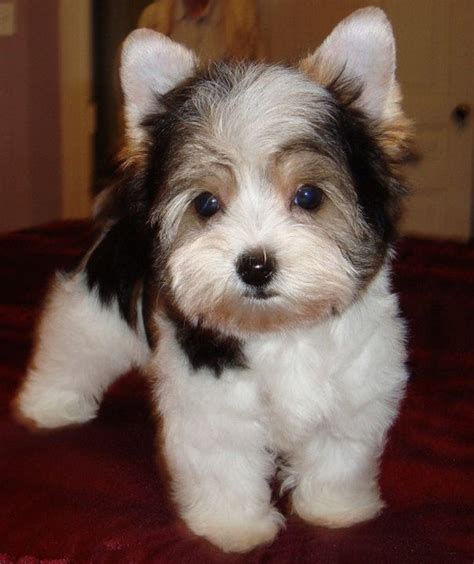 Biewer terriers are an elegant longhaired tri colored toy terrier with the. Garden Grown Biewers - Yorkshire Terriers - Dog Breeder ...