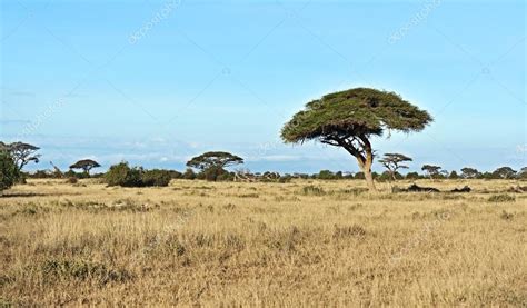African Savanna In Kenya — Stock Photo © Kyslynskyy 121945078