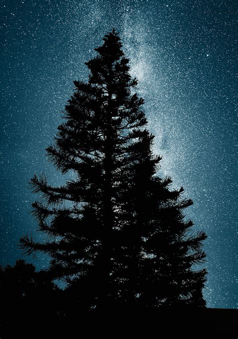 4k Free Download Milky Way Pine Tree Galaxy Milkyway Night