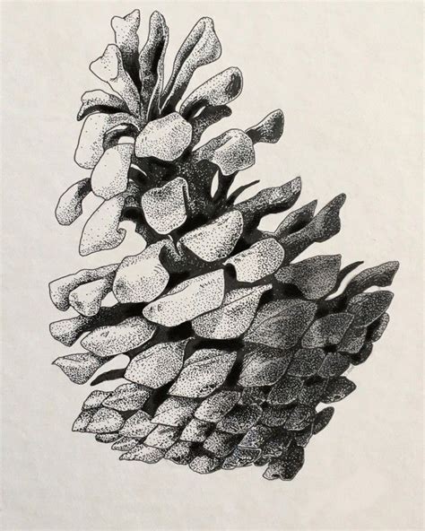 My Stipple Technique Drawing Of A Pinecone Drawing Art Sketch