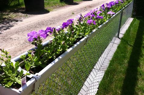 Landscaping Along A Chain Link Fence Ie If You Have Some Maiden